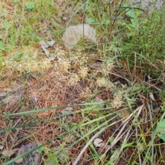 Lomandra multiflora (Many-flowered Matrush) at Isaacs, ACT - 16 Nov 2022 by Mike