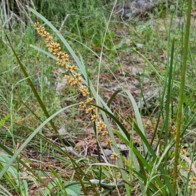 Lomandra longifolia (Spiny-headed Mat-rush, Honey Reed) at Isaacs Ridge - 16 Nov 2022 by Mike