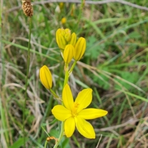 Bulbine bulbosa at Isaacs, ACT - 16 Nov 2022