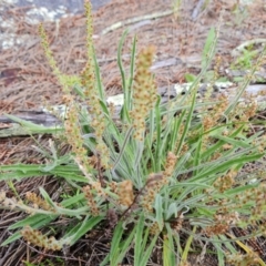 Plantago gaudichaudii (Narrow Plantain) at Isaacs, ACT - 16 Nov 2022 by Mike