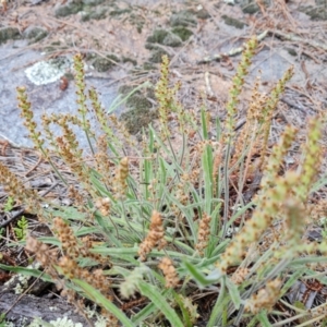 Plantago gaudichaudii at Isaacs, ACT - 16 Nov 2022 04:12 PM