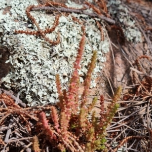 Crassula sieberiana at Isaacs, ACT - 16 Nov 2022