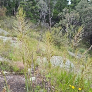 Austrostipa densiflora at Isaacs, ACT - 16 Nov 2022