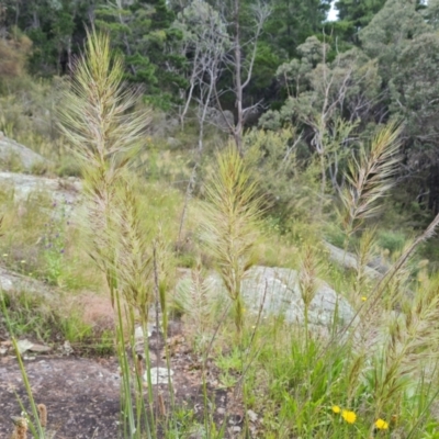 Austrostipa densiflora (Foxtail Speargrass) at Isaacs, ACT - 16 Nov 2022 by Mike