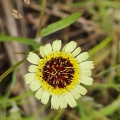 Tolpis barbata (Yellow Hawkweed) at Isaacs, ACT - 16 Nov 2022 by Mike