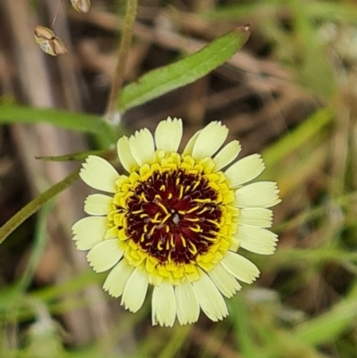 Tolpis barbata (Yellow Hawkweed) at Isaacs, ACT - 16 Nov 2022 by Mike