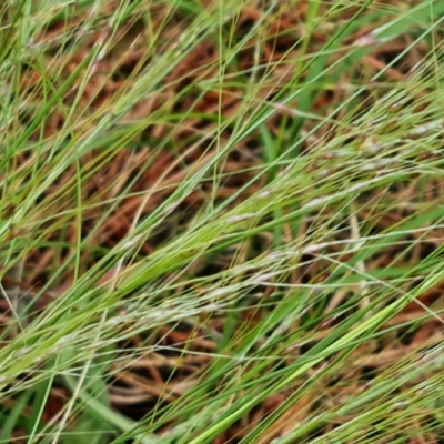 Nassella trichotoma (Serrated Tussock) at Isaacs, ACT - 16 Nov 2022 by Mike