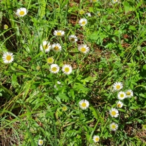 Erigeron karvinskianus at Isaacs, ACT - 16 Nov 2022