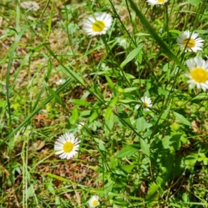 Erigeron karvinskianus at Isaacs, ACT - 16 Nov 2022