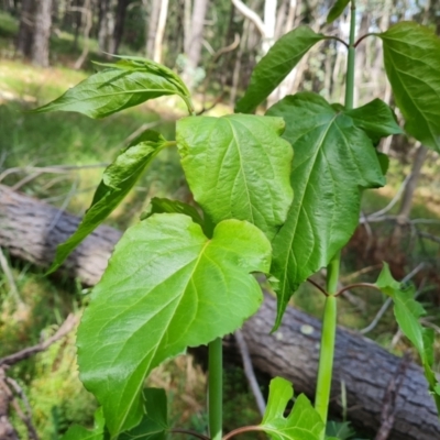 Leycesteria formosa (Himalayan Honeysuckle) at Isaacs, ACT - 16 Nov 2022 by Mike