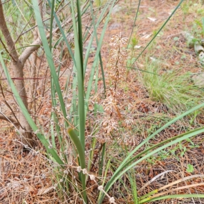 Lomandra multiflora (Many-flowered Matrush) at Isaacs, ACT - 16 Nov 2022 by Mike