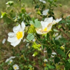 Cistus salviifolius (Sageleaf Rockrose) at Isaacs, ACT - 16 Nov 2022 by Mike