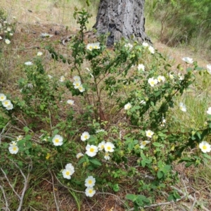 Cistus salviifolius at Isaacs, ACT - 16 Nov 2022 02:56 PM