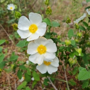 Cistus salviifolius at Isaacs, ACT - 16 Nov 2022 02:56 PM