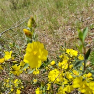 Hibbertia obtusifolia at Isaacs, ACT - 16 Nov 2022 02:55 PM