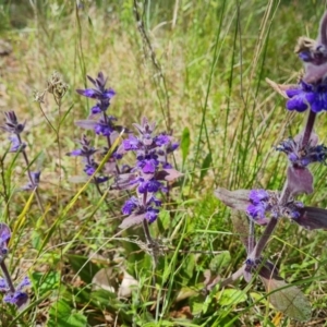 Ajuga australis at Isaacs, ACT - 16 Nov 2022