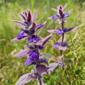 Ajuga australis at Isaacs, ACT - 16 Nov 2022