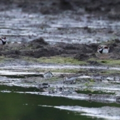 Charadrius melanops (Black-fronted Dotterel) at Fyshwick, ACT - 16 Nov 2022 by RodDeb