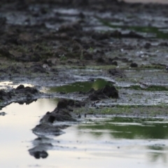 Charadrius melanops at Fyshwick, ACT - 16 Nov 2022