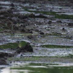 Charadrius melanops at Fyshwick, ACT - 16 Nov 2022