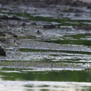 Charadrius melanops at Fyshwick, ACT - 16 Nov 2022