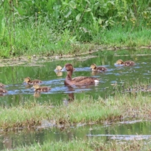 Aythya australis at Fyshwick, ACT - 16 Nov 2022 07:11 AM