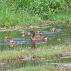 Aythya australis at Fyshwick, ACT - 16 Nov 2022 07:11 AM