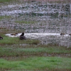 Aythya australis at Fyshwick, ACT - 16 Nov 2022 07:11 AM