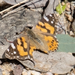 Vanessa kershawi (Australian Painted Lady) at Paddys River, ACT - 14 Nov 2022 by SWishart