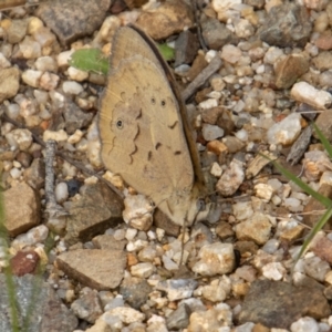 Heteronympha merope at Paddys River, ACT - 15 Nov 2022 10:13 AM