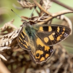 Argynnina cyrila (Forest Brown, Cyril's Brown) at Paddys River, ACT - 15 Nov 2022 by SWishart