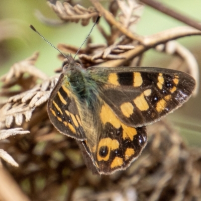 Argynnina cyrila (Forest Brown, Cyril's Brown) at Paddys River, ACT - 15 Nov 2022 by SWishart