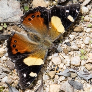 Vanessa itea at Paddys River, ACT - 15 Nov 2022