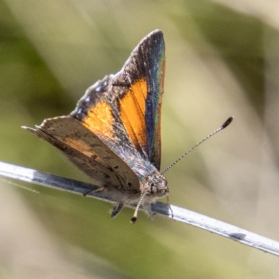 Paralucia aurifera (Bright Copper) at Paddys River, ACT - 15 Nov 2022 by SWishart