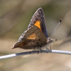 Paralucia aurifera at Paddys River, ACT - 15 Nov 2022 01:24 PM