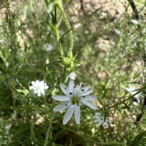 Stellaria pungens at Campbell, ACT - 16 Nov 2022 02:45 PM