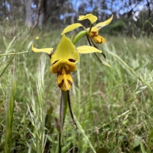 Diuris sulphurea at Campbell, ACT - suppressed