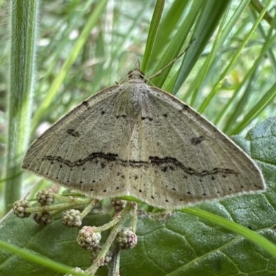 Taxeotis stereospila (Taxeotis stereospila) at Mount Ainslie - 16 Nov 2022 by Pirom