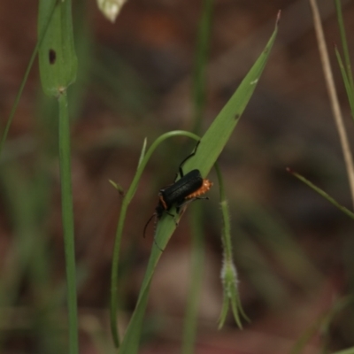 Chauliognathus lugubris (Plague Soldier Beetle) at Hughes, ACT - 16 Nov 2022 by amiessmacro