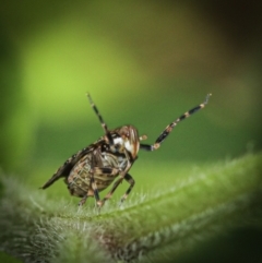 Unidentified Other insect at Paddys River, ACT - 12 Nov 2022 by amiessmacro