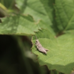 Phaulacridium vittatum (Wingless Grasshopper) at Tharwa, ACT - 12 Nov 2022 by amiessmacro