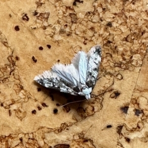 Eusemocosma pruinosa at Aranda, ACT - 16 Nov 2022 12:39 PM