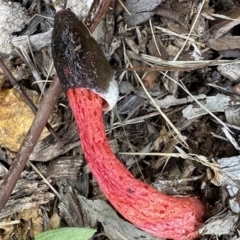 Phallus rubicundus (Phallus rubicundus) at Aranda, ACT - 16 Nov 2022 by KMcCue