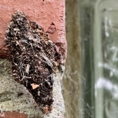 Cebysa leucotelus (Australian Bagmoth) at Aranda, ACT - 15 Nov 2022 by KMcCue