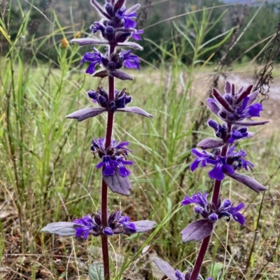 Ajuga australis (Austral Bugle) at Kowen, ACT - 16 Nov 2022 by Komidar