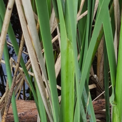 Typha domingensis (Bullrush) at Parkes, ACT - 15 Nov 2022 by Jiggy