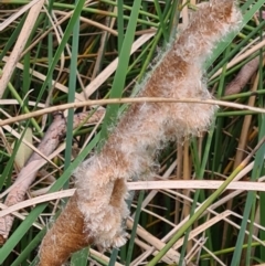 Typha domingensis at Parkes, ACT - 16 Nov 2022