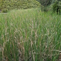 Typha domingensis at Parkes, ACT - 16 Nov 2022