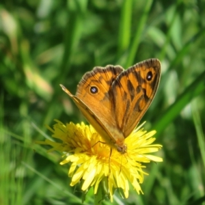 Heteronympha merope at Flynn, ACT - 15 Nov 2022 08:34 AM