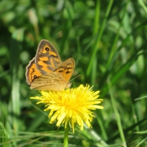 Heteronympha merope at Flynn, ACT - 15 Nov 2022 08:34 AM